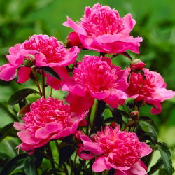 Peonija 'Barbara' - stāds