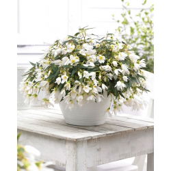Begonia boliviensis 'Santa Barbara' - 1 bol