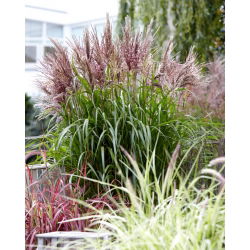 Miscanthus sinensis „Volcano”