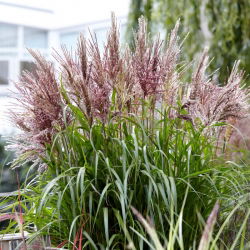 Miscanthus sinensis „Volcano”
