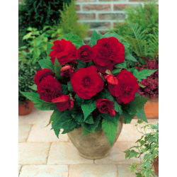 Begonia - fiore doppio, rosso scuro - 2 unità