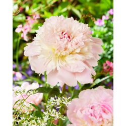 Bazsarózsa (Paeonia) 'Alertie' - Palánták, Giga csomag! - 50 db.