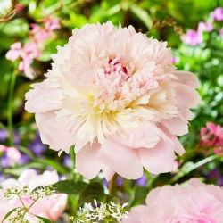 Bazsarózsa (Paeonia) 'Alertie' - Palánták, Giga csomag! - 50 db.