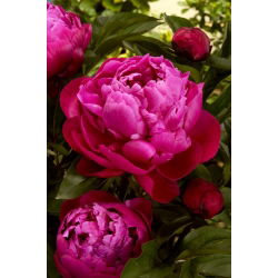 Silkepæon 'Red Sarah Bernhardt' - plante - 1 stk
