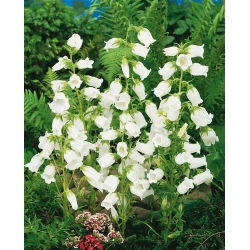 Canterbury bells - white - seeds (Campanula medium)