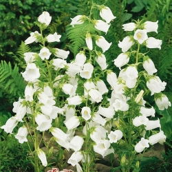 Canterbury bells - white - seeds (Campanula medium)