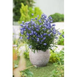 Harebell - Campanula rotundifolia - Delicate Blue Flowers with High Frost Resistance - Fresh Seeds