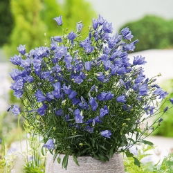 Harebell - Campanula rotundifolia - Delicate Blue Flowers with High Frost Resistance - Fresh Seeds