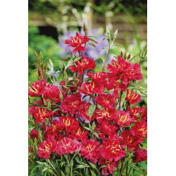Elegant Clarkia - Red - Clarkia elegans - Striking Annual for Vibrant Garden Displays - Fresh Seeds