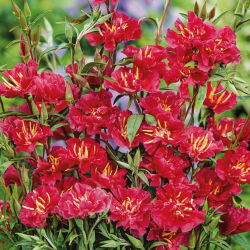 Elegant Clarkia - Red - Clarkia elegans - Striking Annual for Vibrant Garden Displays - Fresh Seeds
