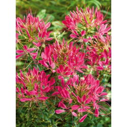 Paradisblomster - Cherry Queen - Cleome hassleriana - Höga, doftande mörkrosa blommor - Färska frön