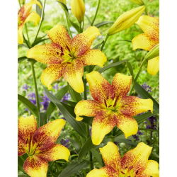 Crini „Golden Stone” - Pachet mare - 10 unități