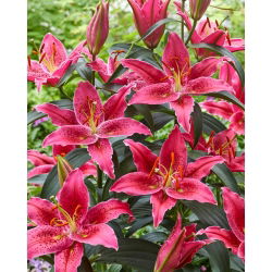 Lilija 'Gomera' - vzhodna, dišeča - mega paket - 50 čebulic