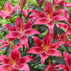 Lilie 'Gomera' - Orientalisch, Duftend