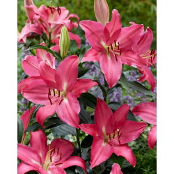 Lilija 'Meridon' - vzhodna, dišeča - mega paket - 50 čebulic