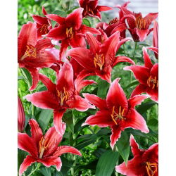 Orientalische Lilie - Red Flash - Lilium - Samtrote Blüten mit besonderem Glanz - Blumenzwiebel - Großpackung - 10 Stück