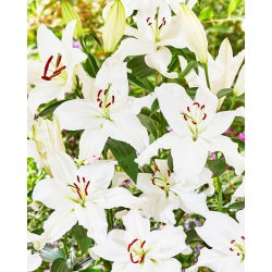 Lilie 'Snowy Mountain' - Orientalisch, duftend - Großpackung! - 10 Stk.