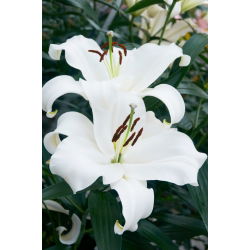 Ľalia 'Monte Bianco'