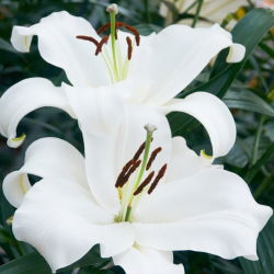 Ľalia 'Monte Bianco'