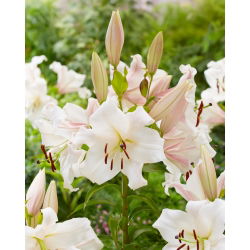 Ľalia 'Villa Blanca'