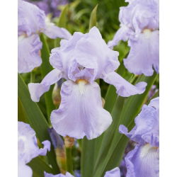 Obična perunika 'Blue Sapphire' - 1 sadnica