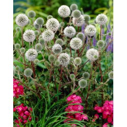 Great Globe Thistle (Echinops sphaerocephalus) 'Arctic Glow' - White