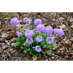 Primula zobainā - zilā - stādi - liels iepakojums - 10 gab.