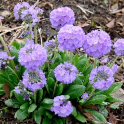 Gömbös kankalin (Primula denticulata) - kék - palánta
