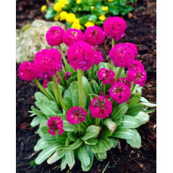 Primula zobainā - rozā - stāds