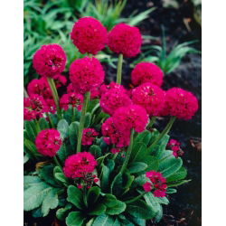 Jaglac (Primula denticulata) - crvena - sadnica - 1 sadnica