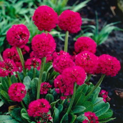 Jaglac (Primula denticulata) - crvena - sadnica - 1 sadnica