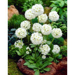 Primula zobainā - baltā - stādi - liels iepakojums - 10 gab.