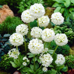 Sleutelbloem (Primula denticulata) - wit - 1 plant