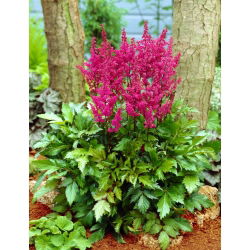 Silverastilbe 'Elisabeth van Veen' - purpurröd - 1 st