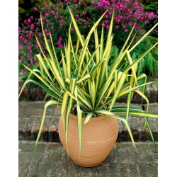 Yucca filamentosa 'Color Guard' - Large Pack! - 10 pcs.
