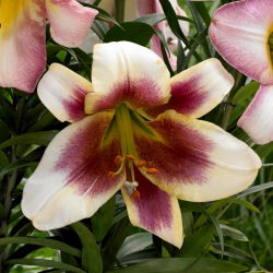 Liilia 'Passion Moon' - 1 tk