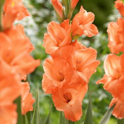 Gladiool 'Eclair' - megapakket - 250 bollen
