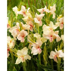 Kánna, Canna 'Fantasy' - 1 db.