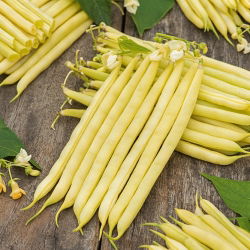 Bean "Furora Polana" - ngon và kháng bệnh - Phaseolus vulgaris L. - hạt