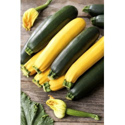 Bučka - mešana sorta - 100g semena (Cucurbita pepo)