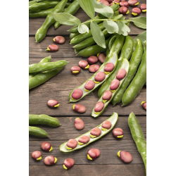 Broad Bean - Karmazyn - Vicia faba - 500 g - Carmine-Pink, Freezing Perfection - Fresh Seeds
