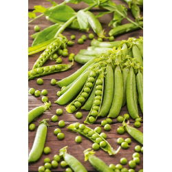 Pisello a grano rugoso - Meraviglia di Kelvedon - Raccolta anticipata, baccelli freschi eccellenti - Semi Freschi