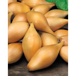 Shallot 'Zebrune' - 0.25 kg