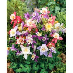 Pakujac (Aquilegia hybrida) 'Mc Kana Hybride' Mix - veliki paket - 10 sadnica