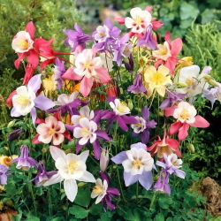 Pakujac (Aquilegia hybrida) 'Mc Kana Hybride' Mix - mega paket - 50 sadnica