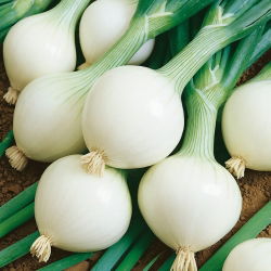 Cipolla - Hiberna - Raccolta anticipata, dolce, perfetta per rimessaggio invernale - Semi Freschi