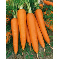 Porkkana - Flakkese 2 - Flacoro - 4250 siemenet - Daucus carota