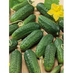 Cucumber - Alhambra F1 - Early, Parthenocarpic, Bitter-Free - Fresh Seeds