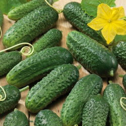 Cucumber - Alhambra F1 - Early, Parthenocarpic, Bitter-Free - Fresh Seeds