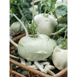 Koleraba "Luna" - bijela sorta za ranu berbu - 260 sjemenki - Brassica oleracea var. Gongylodes L. - sjemenke